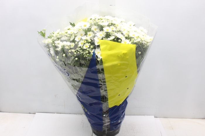 <h4>CRISANTEMO BOLA BELGA P20 BRANCO</h4>