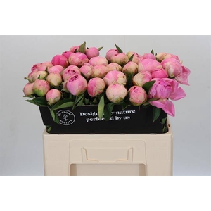 Paeonia pink giant