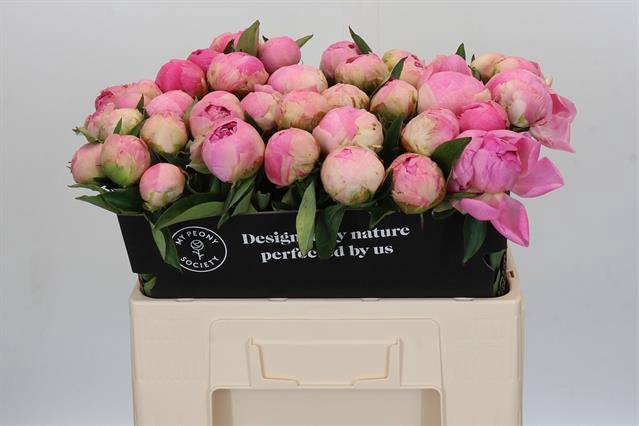 Paeonia pink giant