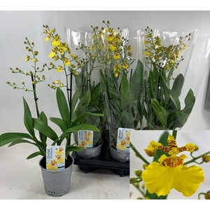 ONCIDIUM OV