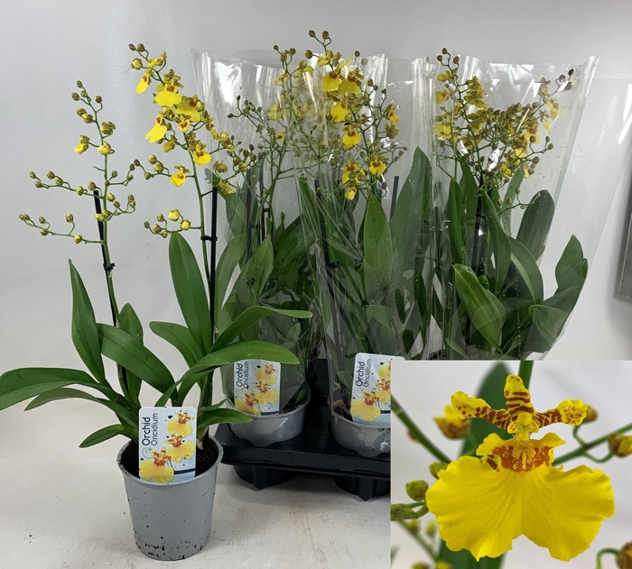 <h4>ONCIDIUM OV</h4>