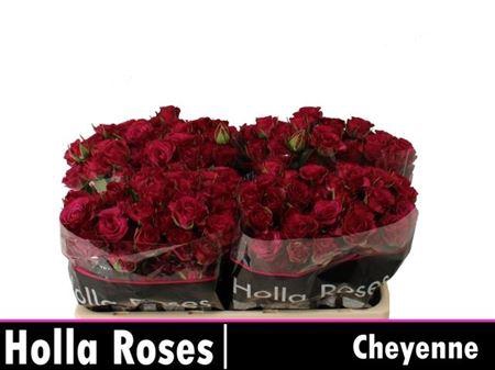 <h4>R Tr Cheyenne</h4>