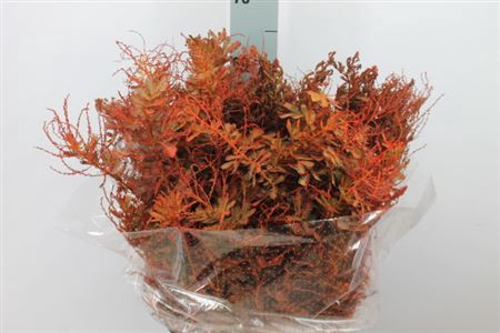 <h4>Acacia Mimosa Balyana Autum 250 Gram</h4>