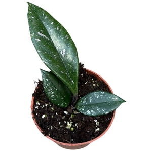 hoya carnosa stardust