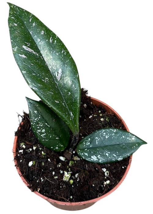 <h4>hoya carnosa stardust</h4>