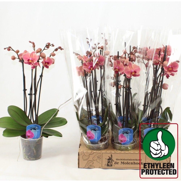 <h4>PHAL AN NARBONNE</h4>