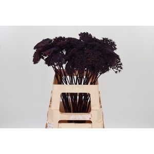 Ammi Zaad Kl Bh Aubergine