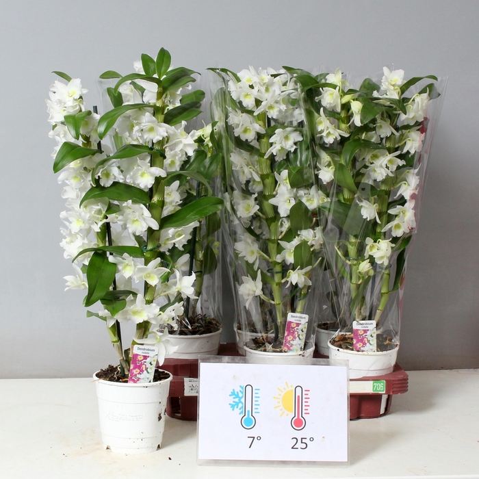 <h4>DENDR N SC APOLLON</h4>