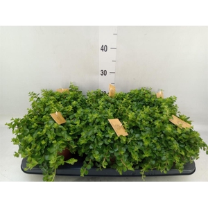 Peperomia rotundifolia