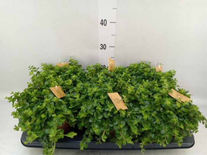 <h4>Peperomia rotundifolia</h4>