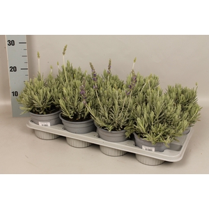 Kruiden I Lavandula good creek