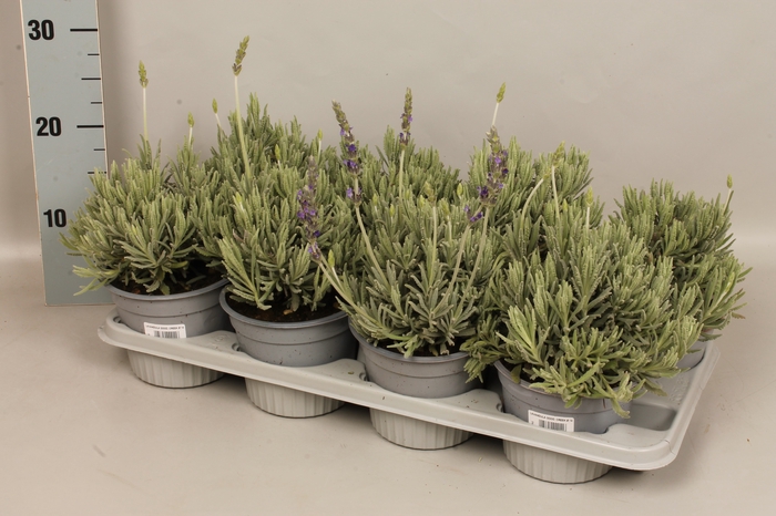 <h4>Kruiden I Lavandula good creek</h4>