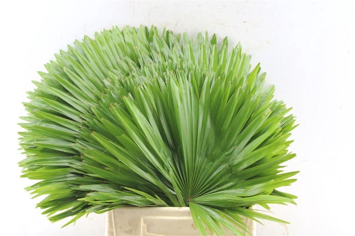 <h4>Livingstonia</h4>