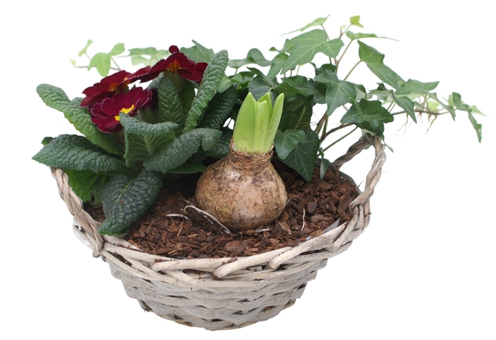 <h4>Primula Chipwood 1x hys 1x hedr 1x prim 573</h4>