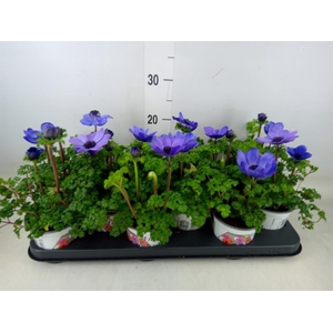 Anemone cor. 'Harmony Blue'