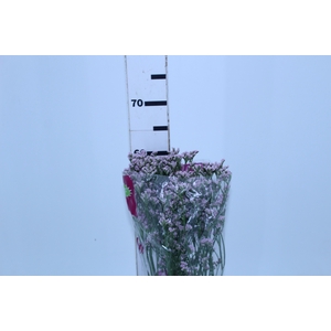 LIMONIUM KLARA SILVERY 060 CM PINK
