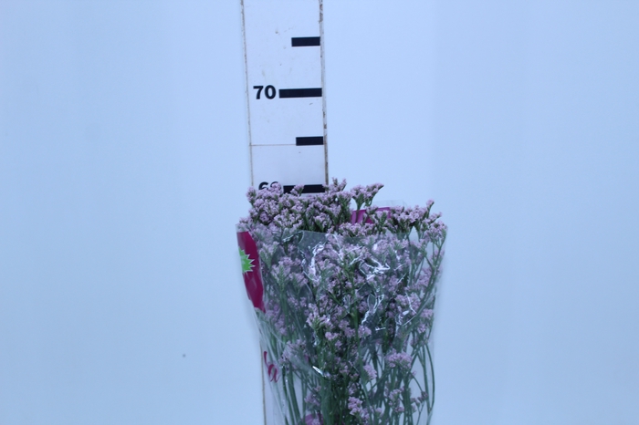 LIMONIUM KLARA SILVERY 060 CM PINK
