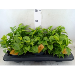 Monstera delic. 'Piccolo'