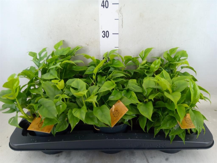 <h4>Monstera delic. 'Piccolo'</h4>