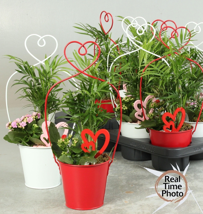 <h4>ARR KAMERPL</h4>