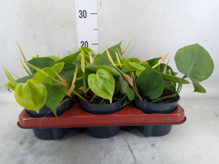 <h4>Philodendron scand.</h4>