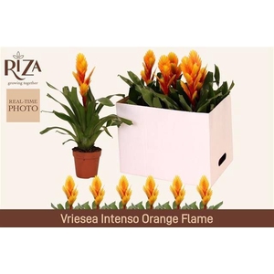 VRIES INTENSO FLAME