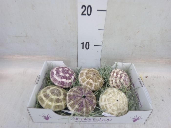 <h4>Tillandsia usneoides</h4>