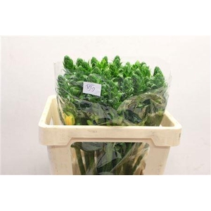 ORNIT DB VOLCAN BLUS