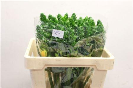 <h4>ORNIT DB VOLCAN BLUS</h4>