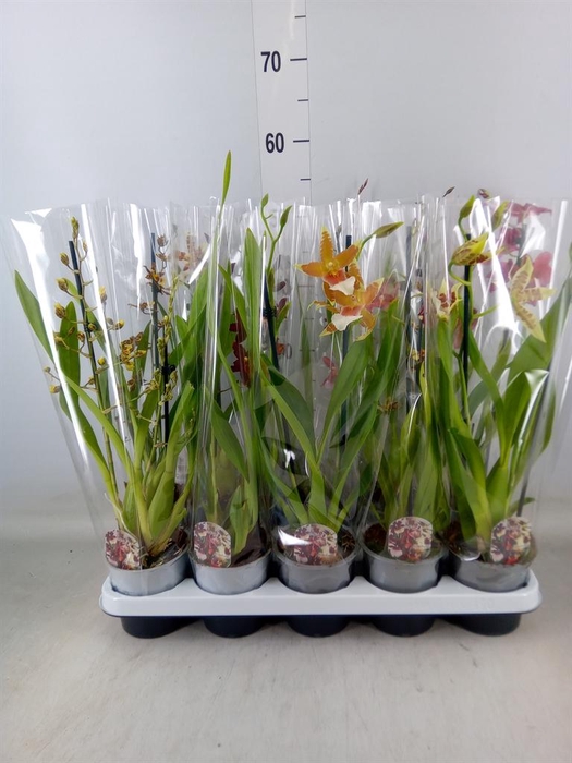 <h4>Cambria   ...mix</h4>