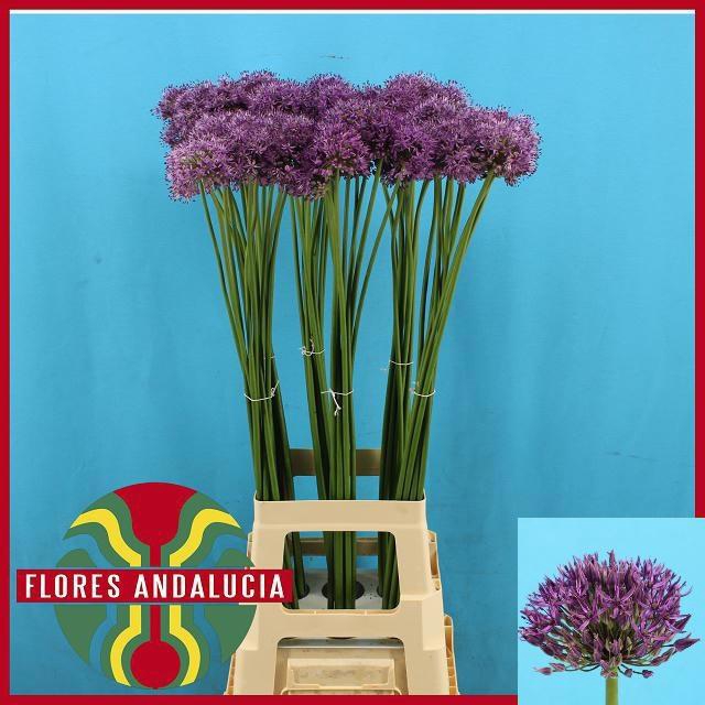 <h4>ALLIUM GLADIATOR</h4>