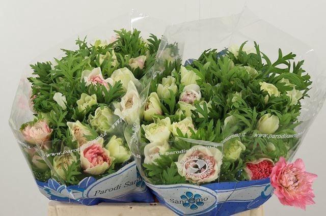 <h4>ANEM CO CARILL PINK</h4>