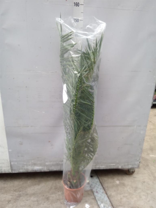 <h4>Phoenix canariensis</h4>