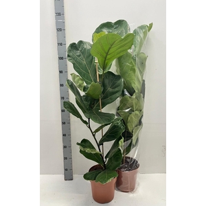 FICUS LYRATA