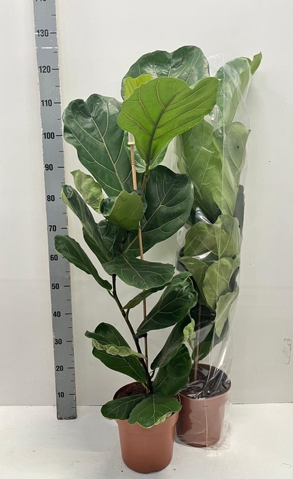 <h4>FICUS LYRATA</h4>