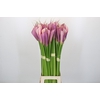 Zantedeschia Eydolls Purple Pink