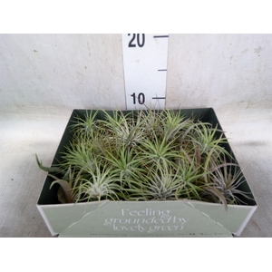 Tillandsia
