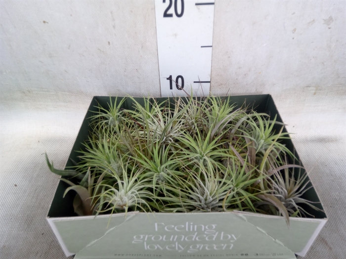 <h4>Tillandsia</h4>