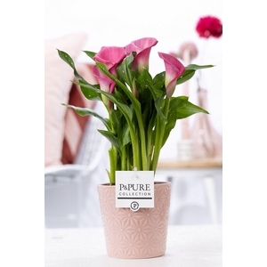 Zantedeschia pink in P&PURE Juliette ceramics pink