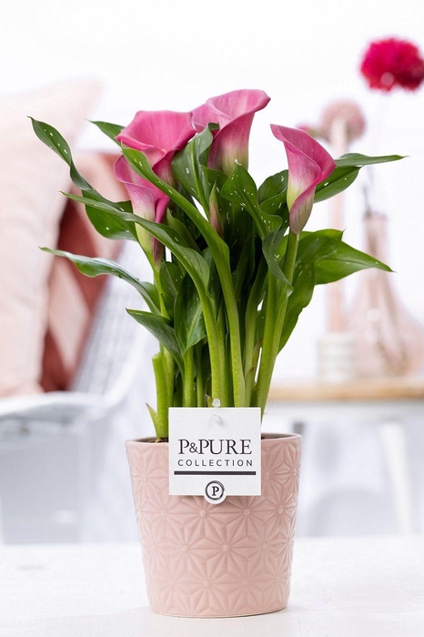 <h4>Zantedeschia pink in P&PURE Juliette ceramics pink</h4>