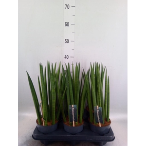 Sansevieria cyl. ...