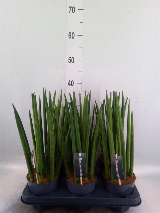 <h4>Sansevieria cyl. ...</h4>