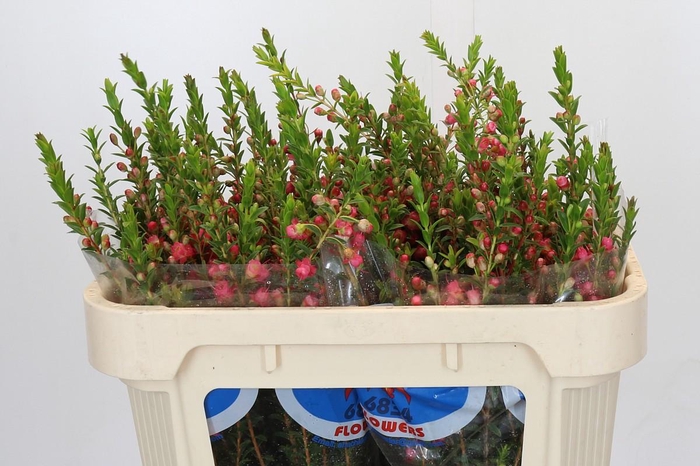 <h4>Chamecordia Rey</h4>