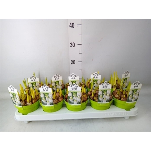 Muscari  'Magic White'