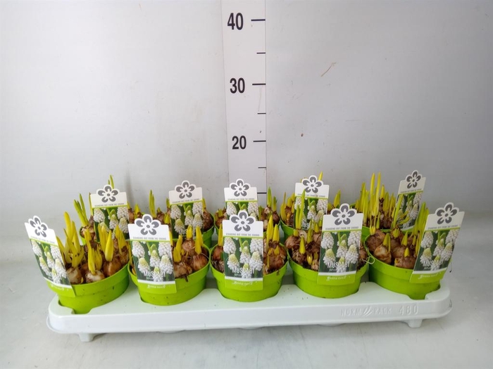<h4>Muscari  'Magic White'</h4>