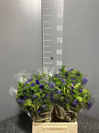 <h4>Anem Gal Bue</h4>