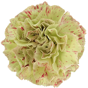 <h4>DIAN.ST. Cover</h4>