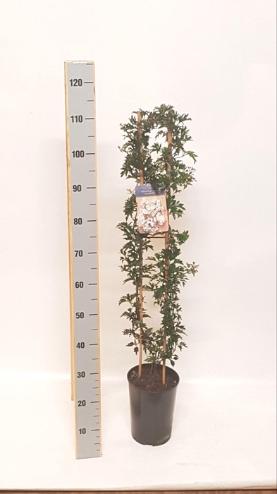 <h4>Clematis Avalanche</h4>