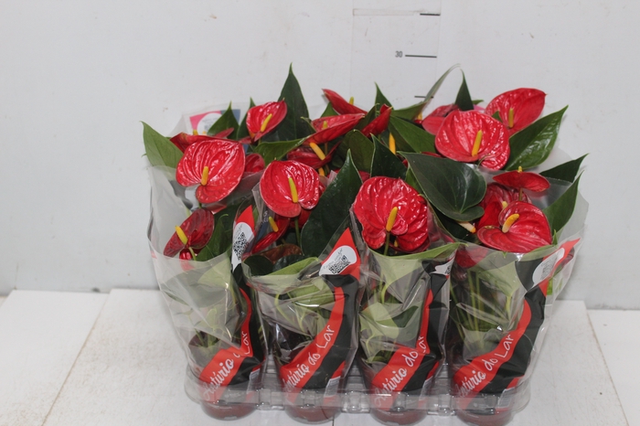 <h4>ANTHURIUM RED SUCCESS P09</h4>