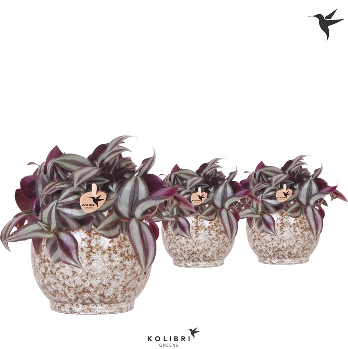 <h4>Kolibri Greens Tradescantia Zebrina in Safari pot</h4>
